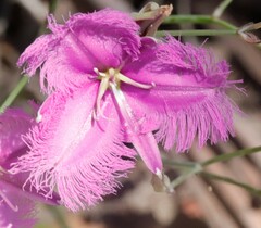 Thysanotus tuberosus