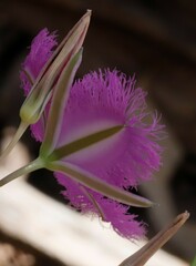 Thysanotus tuberosus