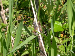 Gomphocerus sibiricus