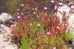 Drosera capensis