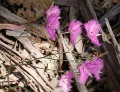 Thysanotus tuberosus