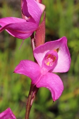 Disa racemosa