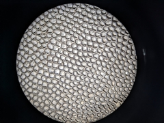 Hexagonia capillacea