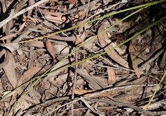 Thysanotus tuberosus