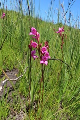 Disa racemosa