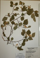 Crataegus compacta