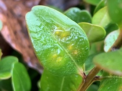 Monarthropalpus flavus