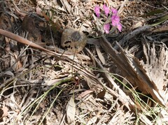 Thysanotus tuberosus