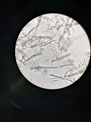 Hexagonia capillacea