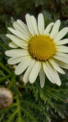 Argyranthemum callichrysum image