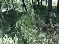Stenanthium gramineum