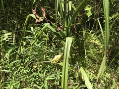 Stenanthium gramineum