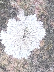Physcia thomsoniana