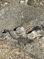 Crotaphytus bicinctores