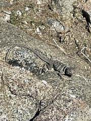 Crotaphytus bicinctores