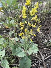 Brassica oleracea
