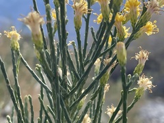 Lepidospartum squamatum