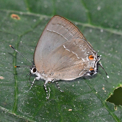 Strephonota jactator