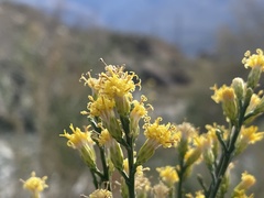 Lepidospartum squamatum