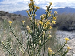 Lepidospartum squamatum