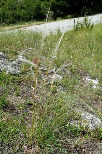 Image of Stipa eriocaulis by no rights reserved