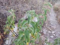 Lippia graveolens