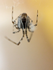 Theridiidae