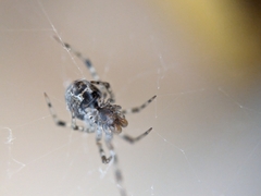 Theridiidae