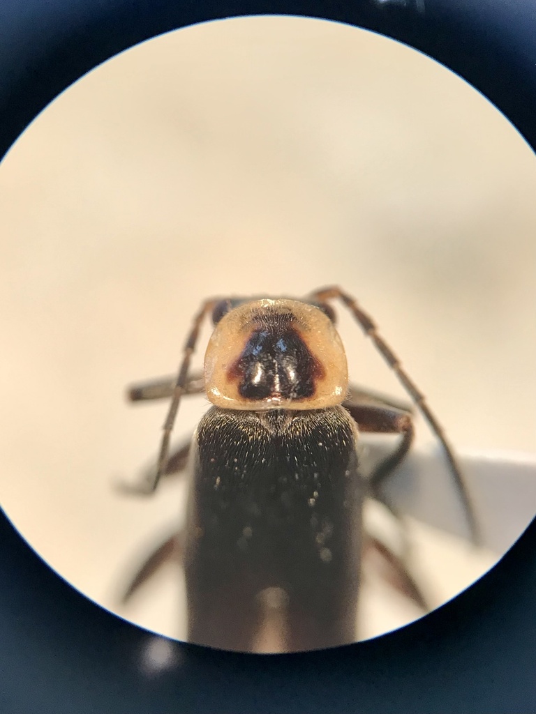 Rhaxonycha bilobata
