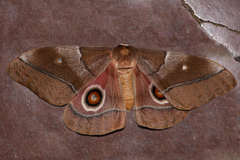 Gonimbrasia belina