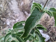 Lippia graveolens
