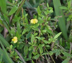 Stylosanthes biflora