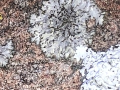 Hyperphyscia adglutinata