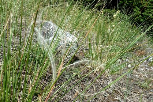 Image of Stipa eriocaulis by no rights reserved