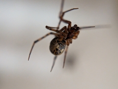 Theridiidae