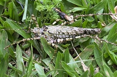 Tetragonomera