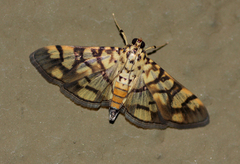 Pardomima distortana