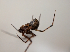 Theridiidae