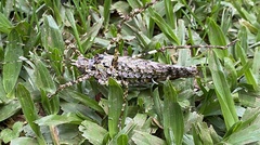 Tetragonomera