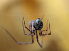 Theridiidae
