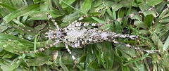 Tetragonomera