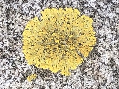 Xanthomendoza weberi