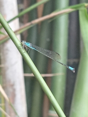 Acanthagrion