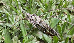 Tetragonomera