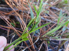 Paspalum dissectum