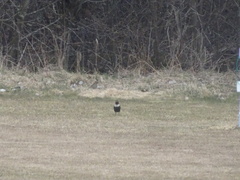Turdus torquatus