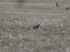 Turdus torquatus