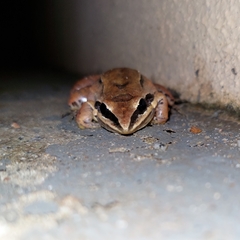Leptodactylus mystaceus