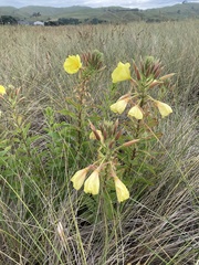Oenothera stricta