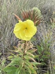 Oenothera stricta